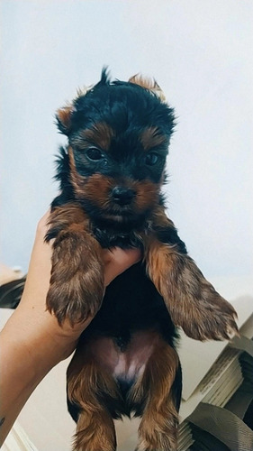 Imagem 1 de 2 de Filhotes Yorkshire Terrier. Disponível Macho E Fêmea