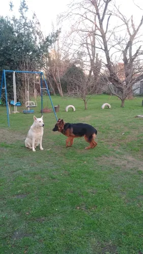 Adiestramiento Canino Y Pensionados