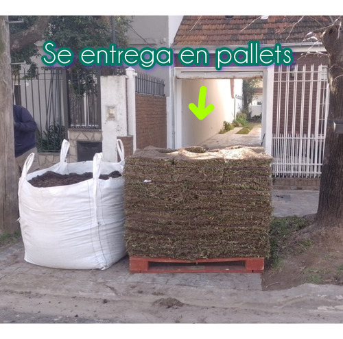 Grama Bahiana Césped Natural Pan Comprando Más De 50m2