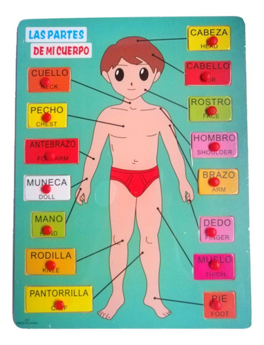 Juego De Encaje Puzzle Cuerpo Humano Anatomía Niño-niña