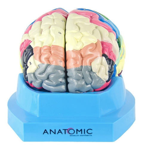 Cérebro Humano Região Funcional Do Córtex Em 2 Partes