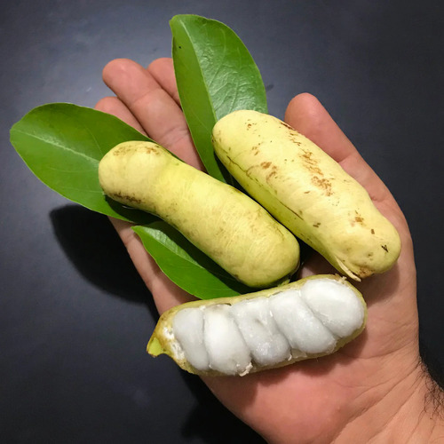 Planta De Inga Laurina, Bonita Frutal, Pregunte Costo Envio