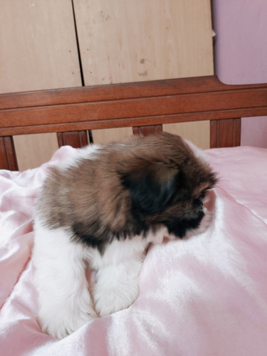 Imagen 3 de 5 de Shih Tzu Pedigri Plata