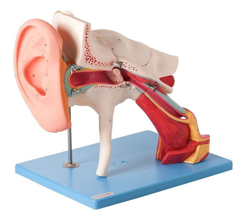 Ouvido Ampliado 4x Clássico Em 8 Partes Modelo Anatomia