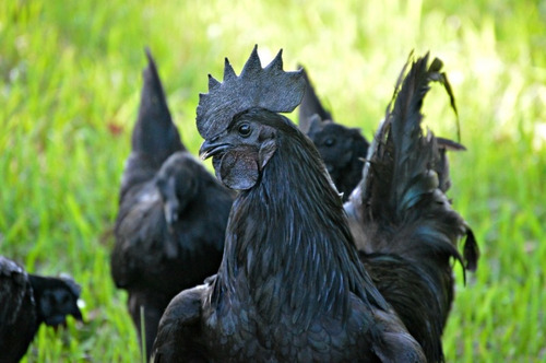 Ayam Cemani - 6+1 Ovos Ferteis Com Garantia De Fertilidade!!