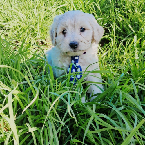 Poodle Maltes Cachorros