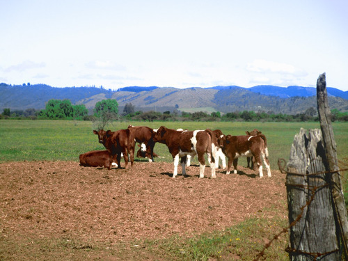 Propiedad Agrícola De Riego Con Derechos De Aguas Río Ñuble
