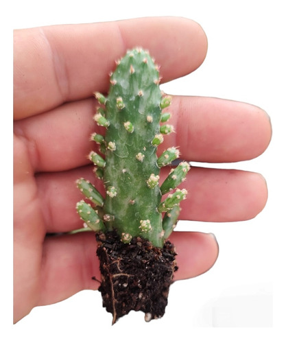 Mini Cactus Suculentas Enraizadas Pack X25 Envios Isiflor 