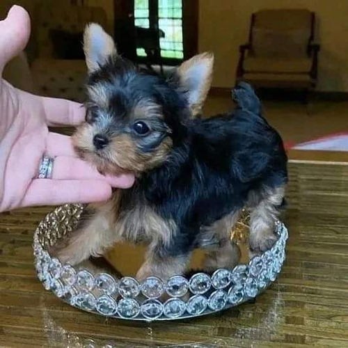 Yorkshire Miniatura,yorky 