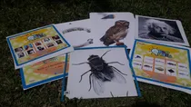 Comprar Bits De Inteligencia\u002F Preescolar\u002Fdoman\u002Ftarjetas Plastificada