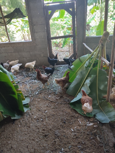 Gallinas Ponedoras