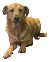 Comprar Nacho. Macho 3 Años, Muy Bueno.en Adopción, Leer Descripción
