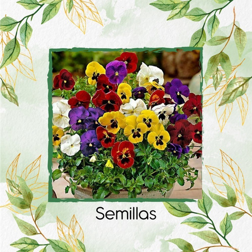 Imagen 7 de 7 de 25 Semillas Flor Viola Pensamiento Holanda + Obs Germinación