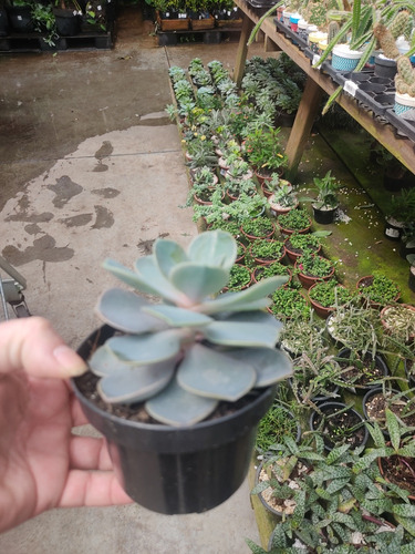 Muda Suculentas Echeverria Perle Rose Pt11