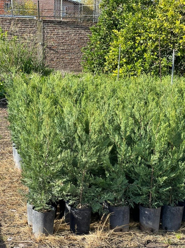 Plantas Para Cerco Vivo Leylandi Pinos Pack X30 Unidades 15mts Pleno Sol Cercos Vivos Perimetrales Vivero Mayorista (Usado)