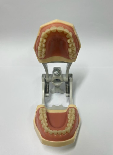 Manequim Multidisciplinar Modelo Estético Com 28 Dentes