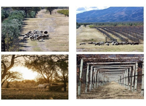 Imagen 2 de 3 de En Venta 140ha Chacras De Nogolí San Luis