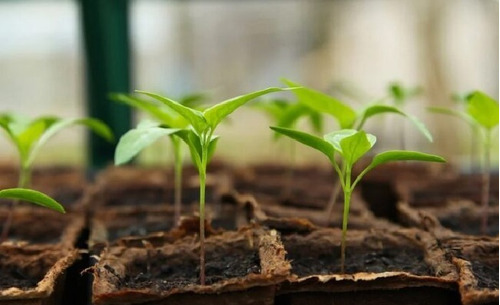 Imagen 7 de 10 de Sustrato Jiffy Turba + Perlita + Base Fertilizante 70 Litros