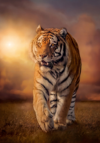 Tigre Bengala Majestuoso Rompecabezas 1500 Pz Clementoni