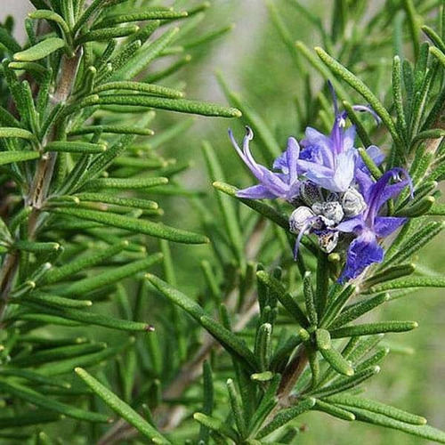 25 Semillas Romero Comun Nuevas Autenticas Germinan
