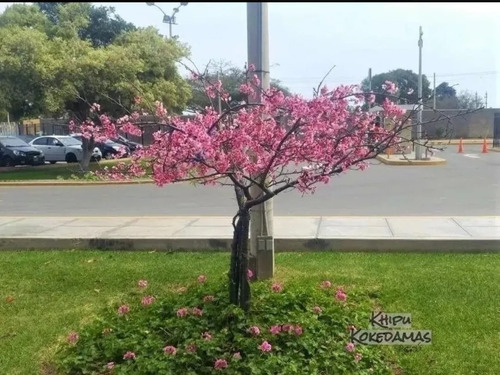 Árbol Sakura Cerezo Japones Decorativ Rosado Exótico 1.70mt+