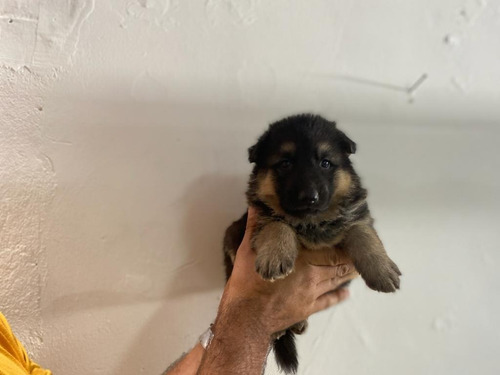 Cachorros Aleman Pastor Mascotas Rionegro Medellín Bogota