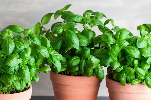 Sobre Para Sembrar 25 Plantas Aromaticas Albahaca Pesto