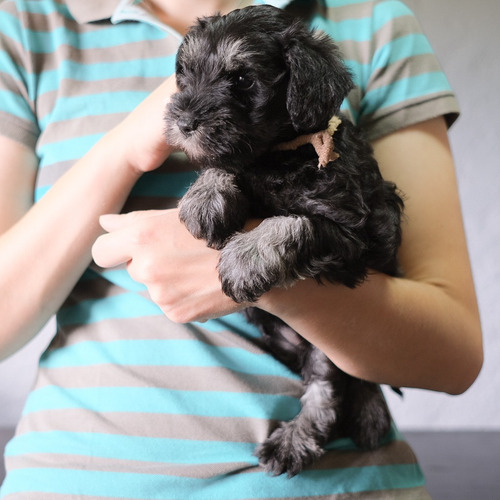 Imagen 4 de 7 de Schnauzer Miniatura Hembra Con Pedigree Kcu