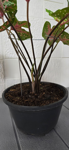 Tutores Para Plantas De Alambrado Encerado 20cm