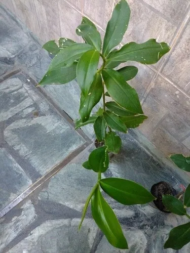 2 Plantines Costus Barbatus Jengibre Espiral Ornamental