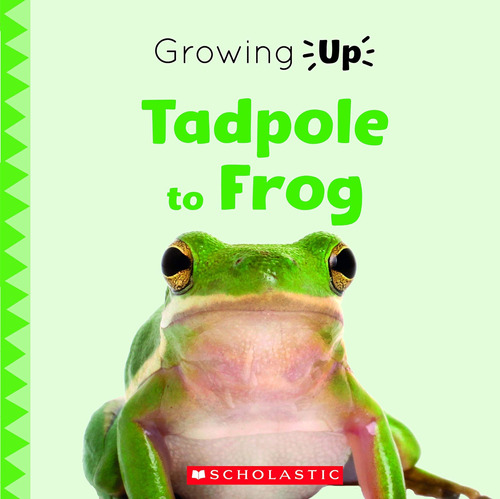 Libro: En Ingles Tadpole To Frog (growing Up)