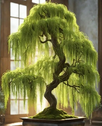 Bonsái Hey Dina Willow Tree Tronco Grueso Crecimiento Rápido Color De La Flor