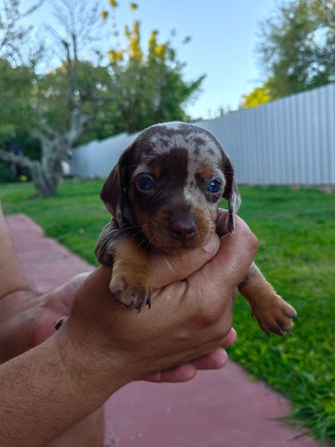 Cachorros Salchichas Mini