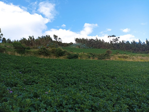 Este Terreno, Con Fácil Acceso Desde La Carretera Principal Y Alumbrado Disponible, Posee Suelo Fértil Ideal Para Siembras. 