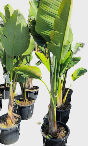 Planta Árbol Banano - Ideal Jardines - Envíos