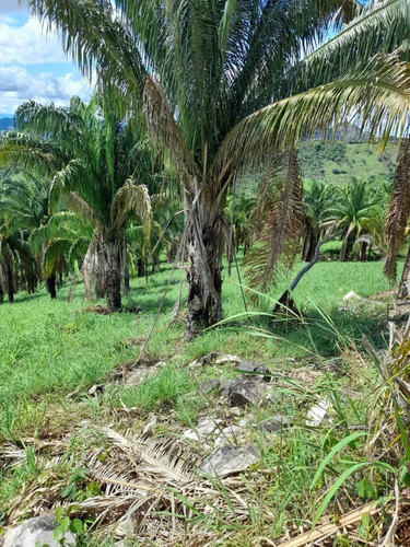 Imagen 12 de 18 de Finca En Venta La Montañita Vereda Tomogo San Luis, Tolima