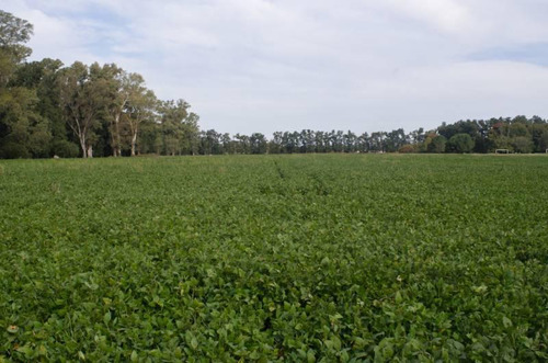 Lote Zona Polo General Rodríguez 32 Hectáreas