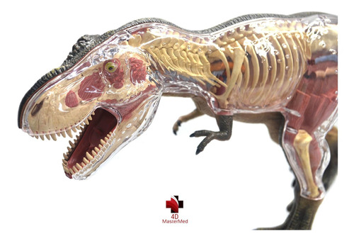 Anatomia Do Dinossauro Tiranossauro Rex - 4d Master