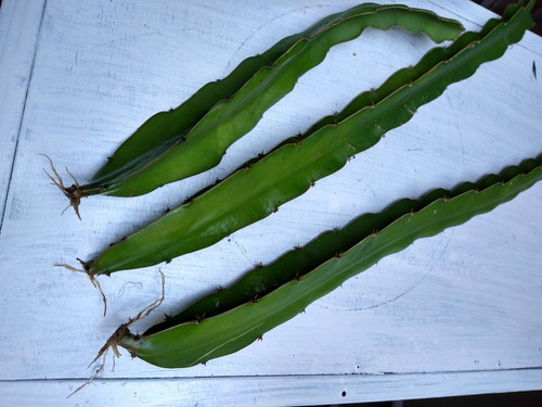 Imagen 2 de 7 de Esqueje De Pitahaya Mexicana Blanca Enraizado