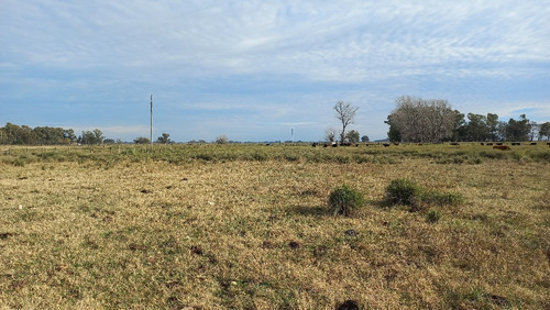 Imagen 8 de 30 de En Venta Chacra En Tapalque. Vendida