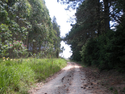 Imagem 14 de 14 de Maravilhoso Sitio 6.7 Alqueires / Com Açude