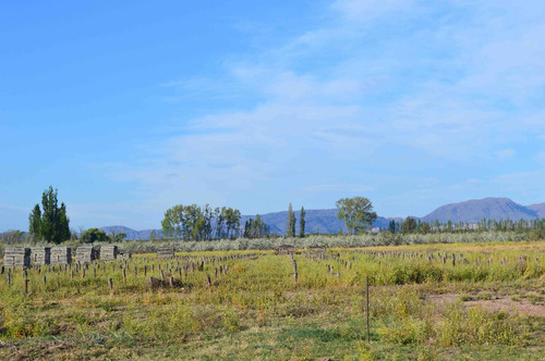 Finca En Venta  Cuadro Benegas- San Rafael Mendoza