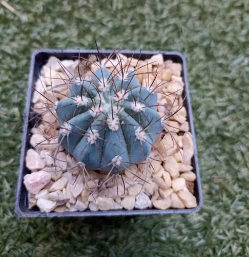 Melocactus Azureus, Mp