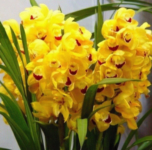 300 Semillas De Orquídea Cymbidium Amarilla+ Instructivo