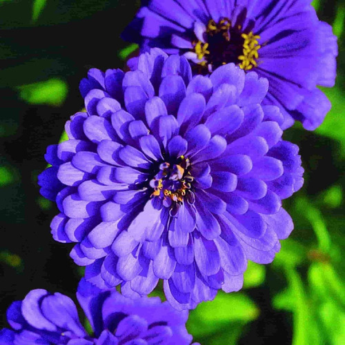 Abono Para La Floración De Zinnia Flor Gig. Azul