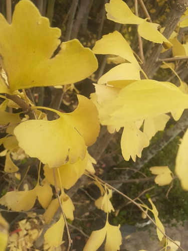 Imagen 3 de 4 de Árbol Sagrado, Ginkgo Biloba L. 20lts