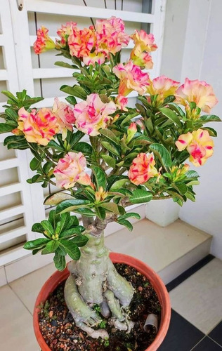 Adenium Tricolor