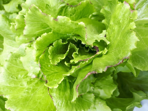 Imagem 3 de 7 de Fertilizante Mineral Cálcio + Boro (ultracab) 1kg