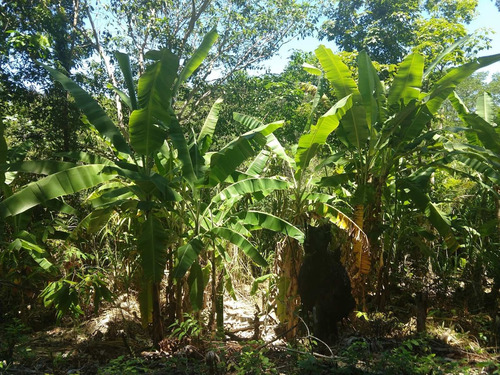 Imagem 12 de 15 de Fazenda, Para Venda Em Ilhéus/ba - Fa01