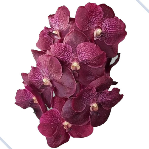 Promoção - Orquídea Vanda Vermelha Pintada